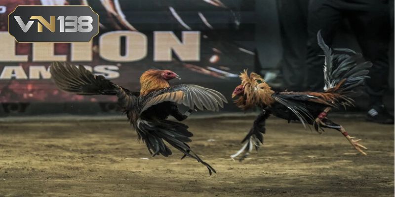Những bí kíp gia truyền từ cao thủ hỗ trợ bạn chơi đá gà cựa dao