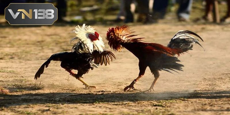 Những lý do thuyết phục bạn nên chơi đá gà cựa dao VN138