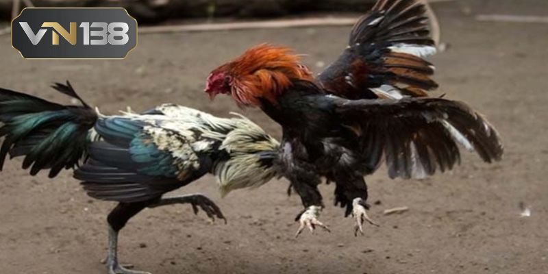 Đá gà cựa dao nhà VN138 có điểm gì nổi bật?